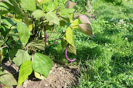 紫豆挂着矮矮法国豆植物的紫豆子图片