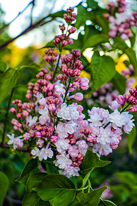 开花在春天场面的丁香花 春天盛开的粉红色花朵 丁香花花园生长花束季节衬套化妆品叶子植物紫色农业图片