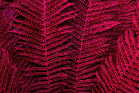 花卉背景 红色和紫色霓虹灯流行颜色的发光蕨类植物 对于生活方式博客 社交媒体 水平的 黑暗情绪风格图片