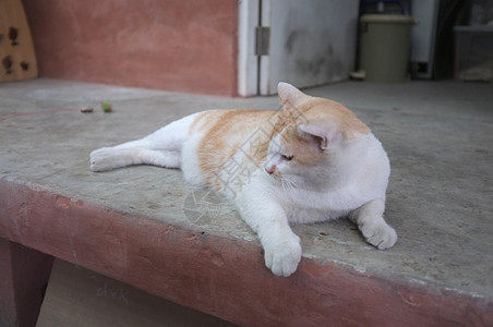 肥猫玩得开心点措辞孩子背景中风猫科血统短发房间胡须问候图片