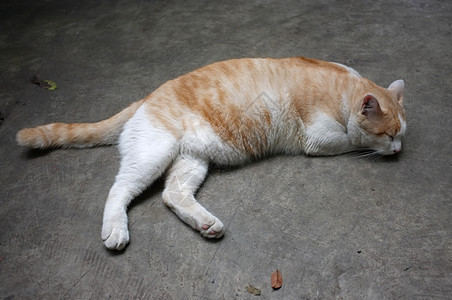 可爱的黄泰猫 懒惰猫猫咪毛皮大雨橙子哺乳动物爪子食物懒猫宠物睡眠图片