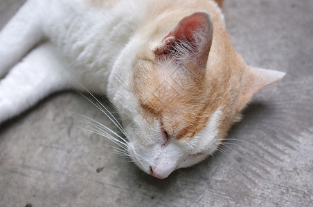 可爱的黄泰猫 懒惰猫哺乳动物毛皮懒猫大雨猫咪橙子枕头毯子爪子食物图片