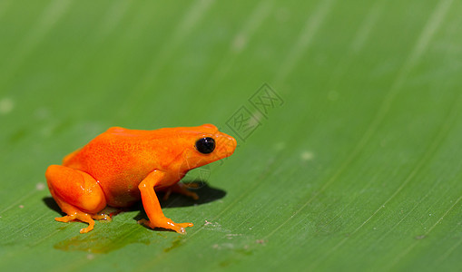 马达加斯加的番茄青蛙海洋红色两栖动物橙子野生动物眼镜蛇图片
