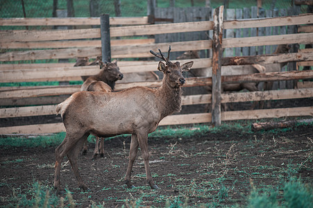 Altay农场的马拉补充牧场动物动物群优美野生动物森林荒野男性鹿角图片