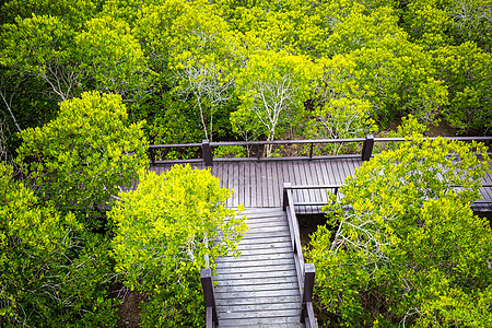 热带森林中行走道上空的空中观察路线小路衬套植物绿色公园人行道木头通道丛林图片
