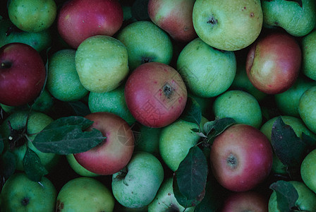 绿色苹果或绿红的成熟和多汁 概念 秋天收获苹果 (笑声)图片
