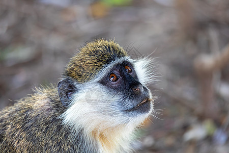 埃塞俄比亚Awash的活性猴子图片