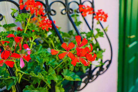 窗台上美丽的花朵 街道装饰 小红亮的花朵图片