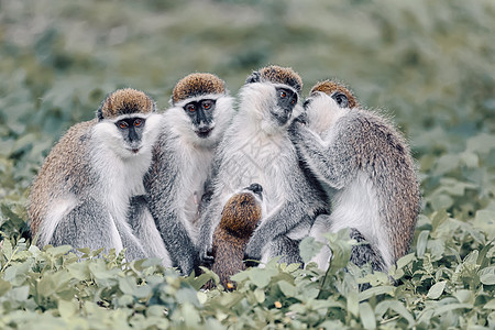 埃塞俄比亚Awasa的活性猴子家庭动物动物群树干灵长类狒狒尾巴哺乳动物衬套生物荒野图片