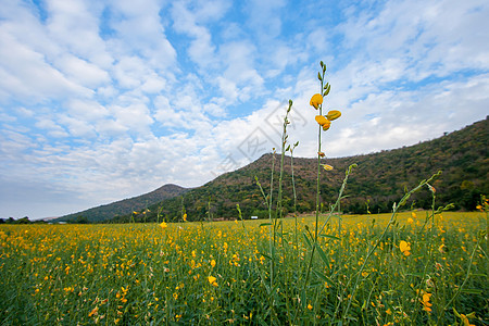 克罗塔拉里雅多伦萨花朵热带纤维杂草收成场地天空植物叶子草本植物生长图片