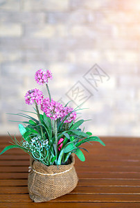 在木桌和阳光的花瓶里 紧闭许多粉红色花朵植物紫色薰衣草木头叶子风格装饰房间花束房子图片