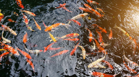 鱼虾或叫鱼 在鳄鱼池里游泳鲤鱼插图锦鲤花园钓鱼淡水旅行绘画食物艺术图片