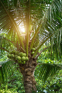 椰椰子树农业植物群生长情调棕榈植物异国团体营养花园图片