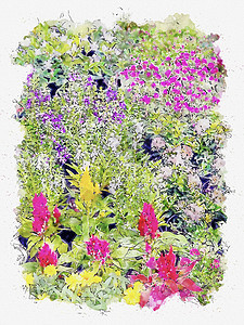 花朵的彩色水彩画风格背景图片