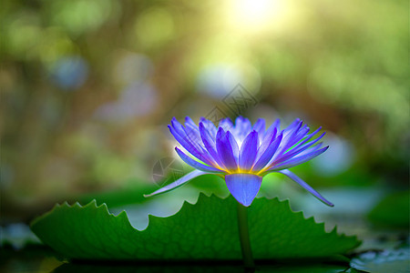 水百合或莲花花季节植物群紫色池塘叶子百合植物学异国植物冥想图片