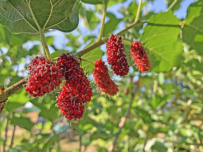 已经成熟和尚未成熟的健康条件成熟的木莓水果是p叶子蔬菜饮食篮子桑叶食物果汁植物健康饮食紫色图片