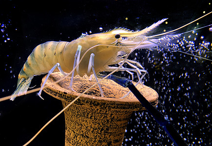 巨型淡水虾或大河虾在罐体中海鲜沼虾美食餐厅贝类甲壳小龙虾奢华龙虾海洋图片