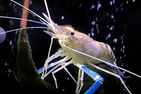 巨型淡水虾或大河虾在罐体中厨房市场沼虾龙虾动物餐厅美味美食烹饪奢华图片