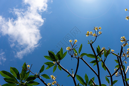 鲜花和蓝天背景的蓝色天空背景图片