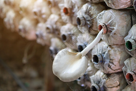 农场上的蘑菇口袋园艺收成孢子农业菌类季节土壤蔬菜食物菌丝体图片
