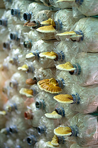 农场上的蘑菇口袋蔬菜农业市场烹饪菌类园艺收成孢子营养季节图片
