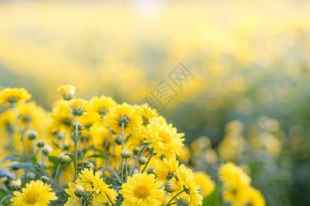 黄色的菊花 花园里的菊花 模糊叶子花瓣花朵雏菊植物场地生长花束宏观植物学图片