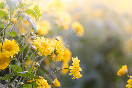 黄色的菊花 花园里的菊花 模糊植物雏菊花瓣生长植物学花朵植物群花束叶子场地图片