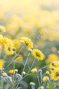 黄色的菊花 花园里的菊花 模糊宏观植物学花束雏菊植物群季节叶子场地花朵花瓣图片