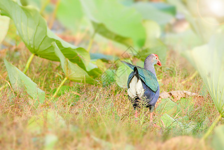 蓝色紫紫色交织品 鸟的背景 这是一条大铁路 妈黑色羽毛假期芦苇野生动物沼泽卟啉动物母鸡红色图片