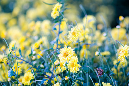 黄色的菊花 花园里的菊花 模糊花瓣花朵季节宏观叶子雏菊植物学场地植物群花束图片