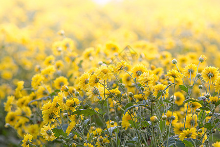黄色的菊花 花园里的菊花 模糊季节雏菊花束生长宏观花瓣植物学花朵植物植物群图片