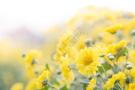 黄色的菊花 花园里的菊花 模糊植物群植物学花朵季节宏观花束花瓣场地雏菊叶子图片