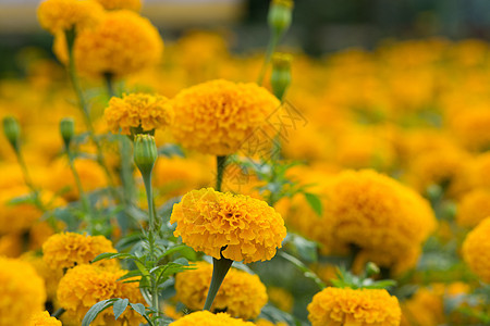 花田 选择性重点植物学花瓣草本植物雏菊宏观场地金子花园季节橙子图片