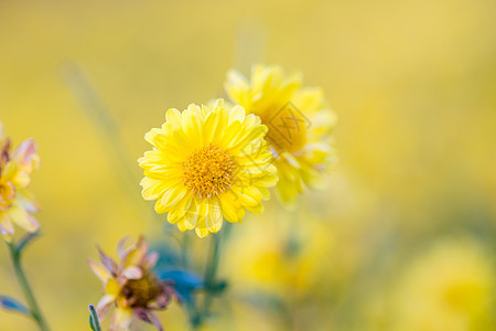 黄色的菊花 花园里的菊花 模糊植物生长季节花束植物学植物群宏观花瓣叶子雏菊图片