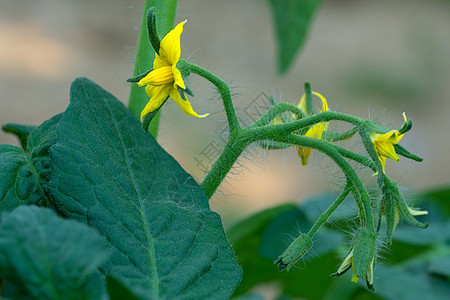 番茄植物(Solanum 液压)图片