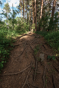 森林中的树根图片