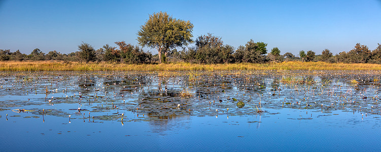 非洲典型地貌 纳米比亚布瓦布瓦塔天空蓝色国家反射树木大草原公园野生动物场景旅行图片