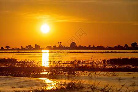 博茨瓦纳乔贝河非洲日落国家阳光野生动物辉光太阳银行夕阳天空公园反射图片