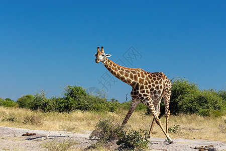 南非长颈鹿Chobe 博茨瓦纳食草成人大草原国家蓝色荒野衬套动物哺乳动物公园图片