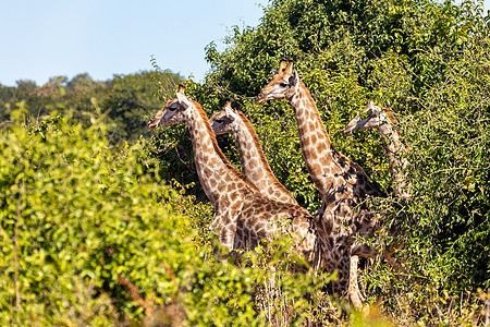 南非长颈鹿Chobe 博茨瓦纳哺乳动物公园野生动物天空蓝色国家衬套食草成人热带图片