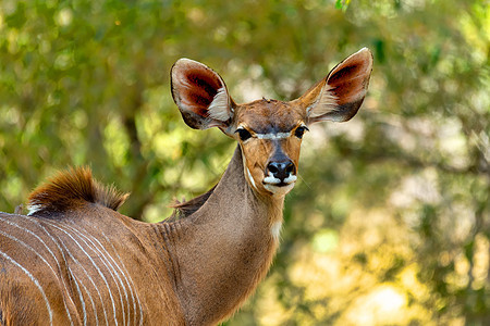 Kudu Bwabwata 纳米比亚非洲布瓦布瓦塔图片