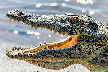 博茨瓦纳Chobe河的尼罗克罗科迪尔野生动物生态动物荒野眼睛捕食者牙齿公园成人鳄属图片