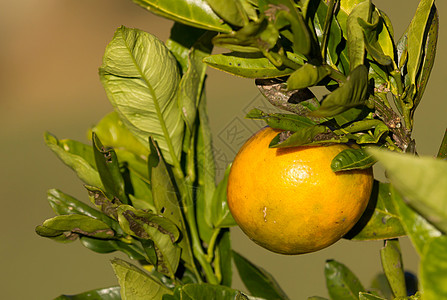 马达加斯加中部种植的柑橘橙树图片