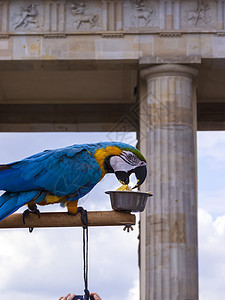 在柏林勃兰登堡门前的鹦鹉动物蓝色旅行色彩城市文化建筑学旅游建筑纪念碑背景图片