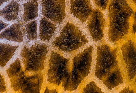 Rothschild长颈鹿的毛皮结构 在宏观封闭中 野外动物背景图片