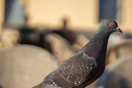 一只绿色头和橙色眼睛鸟的特制拍摄图片