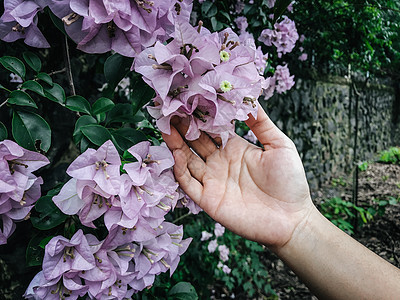 花园里的花朵植物雏菊生长草地环境园艺美化植物群晴天美丽图片