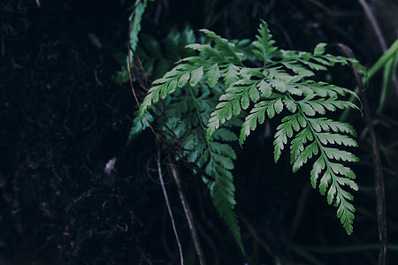 热带森林中的天然木柴植物 布景模糊图片