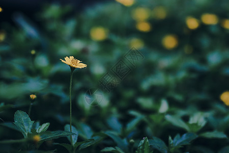 大自然中野生鲜花 模糊的场景季节洋甘菊药品草地雏菊蜜蜂花园公园场地植物图片