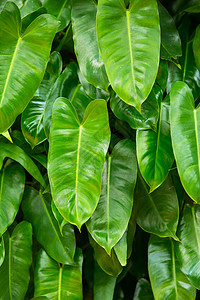 绿叶纹理背景绿色淅沥植物热带生活绿色植物生长树叶植物群丛林叶子花园图片